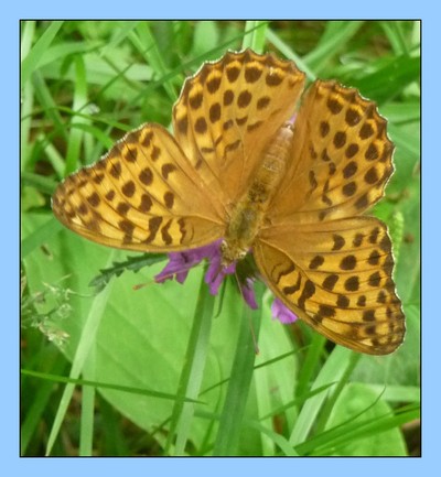 Blog de turlututu : mimipalitaf et ses photos, et je retrouve mes papillons de cet été...