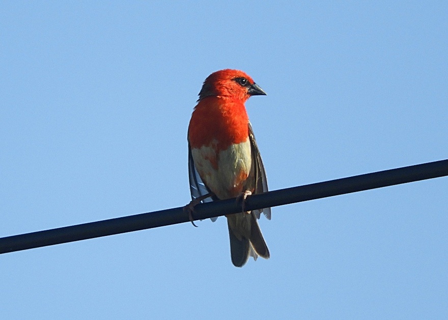 1/6/20 : Oiseaux, poules, couchers soleil...en 2018 +