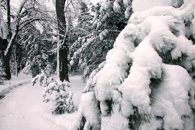 Protection hivernale des arbres et des arbustes | Espace pour la vie