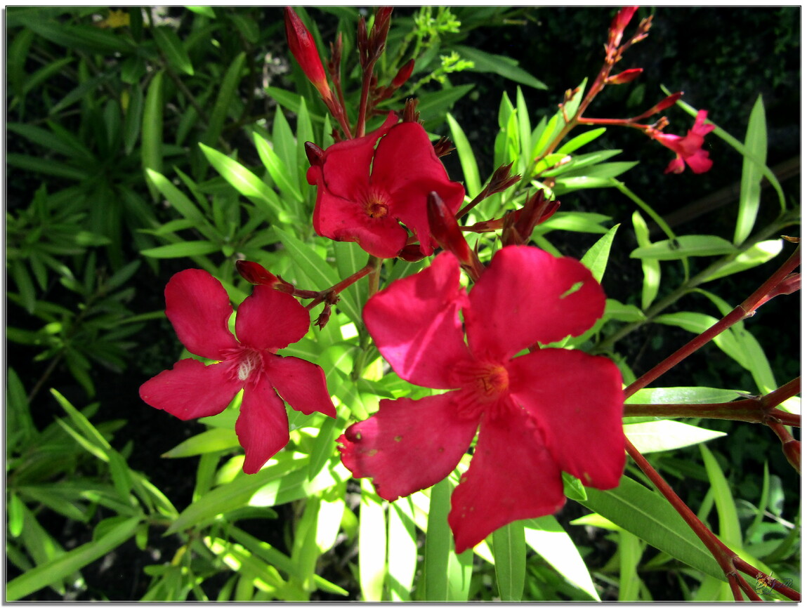 MON JARDIN - DES FLEURS 