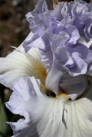 Iris 'Glacier Park' d'Iris en Provence