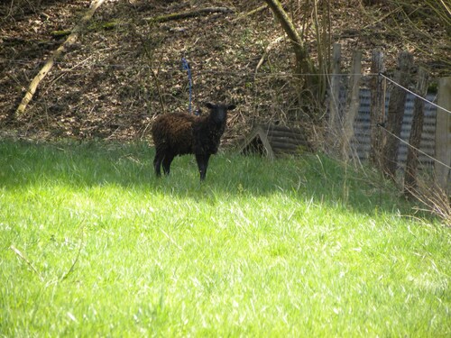 Daims, ânes et moutons