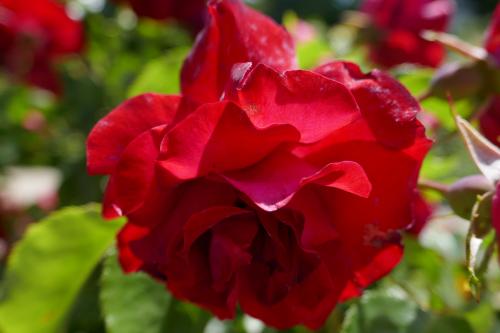 Le cartoscope du dimanche 6 octobre 2024