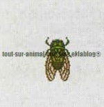 Insecte animal crossing DS