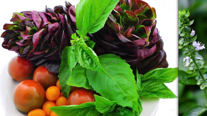 Les délicieuses herbes aromatiques et leurs vertus