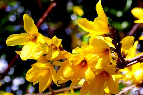 Le forsythia : des feurs jaunes !