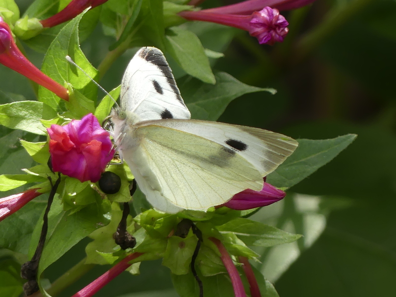 Papillon