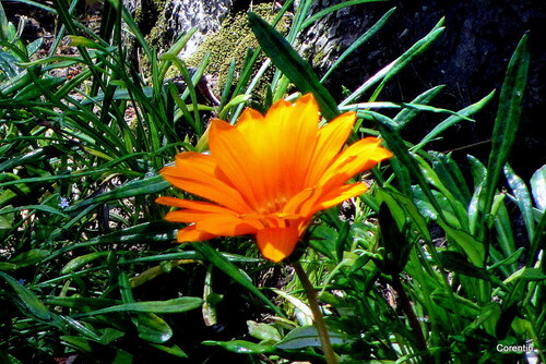 Des fleurs au jardin 