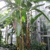 Bananier - Cour-jardin  - Botanic Garden des US - WDC