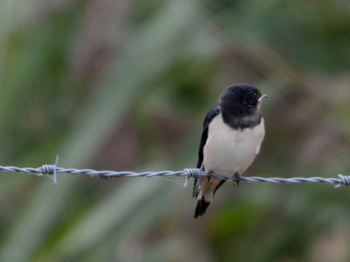 La p'tite hirondelle