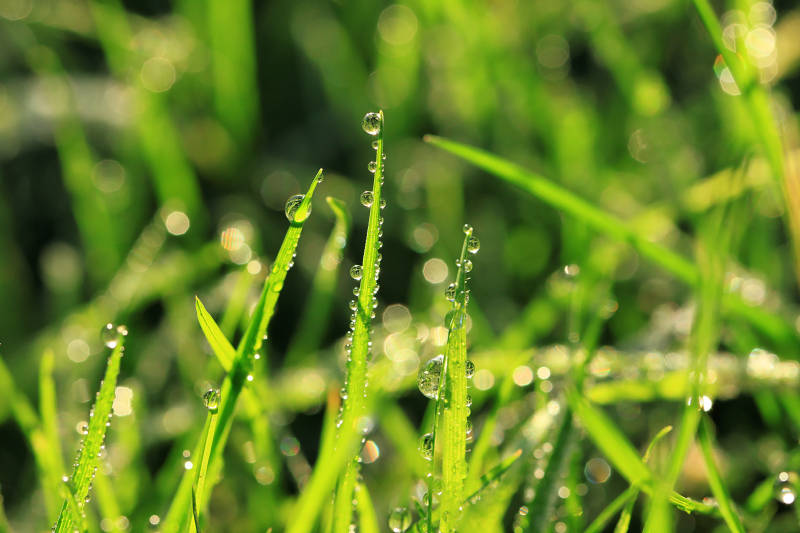 perles de rosée