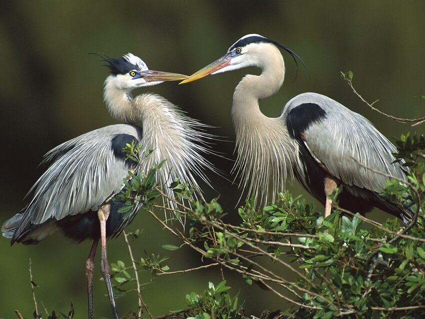 10 images d'Oiseaux