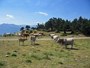 Des merveilles au pays d'Alysse - Le Tour du Coronat - 1er jour - Jujols (940 m) - L'Estany del Clot (1.635 m) par le Col du Portus (1.736 m)-16 kms.