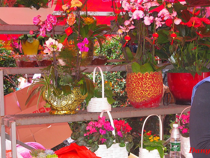 Chine 2015-2em marché aux fleurs-1