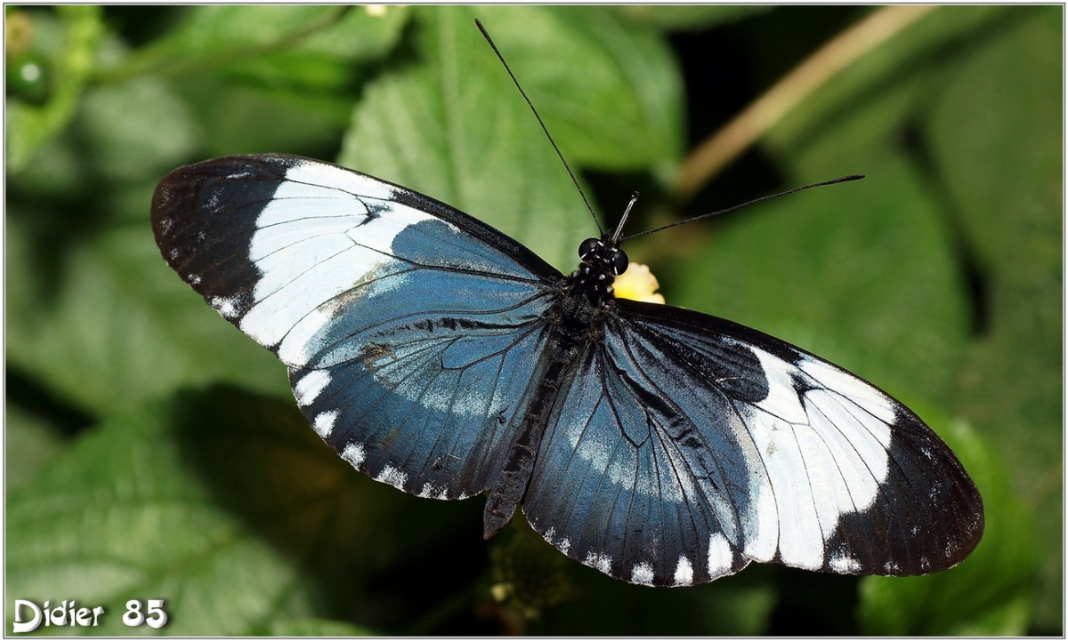 Cydno (1) - Heliconius cydno