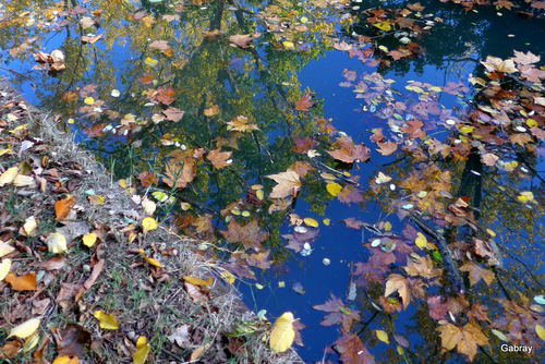 Canal du Midi : feuilles dans l’eau 