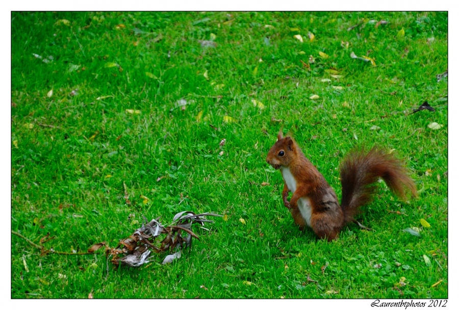 Ecureuil, repas au jardin...