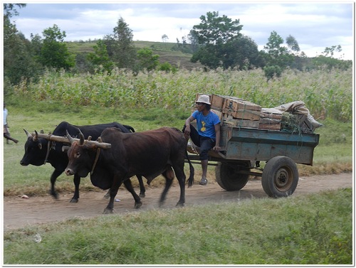 Paysages Malgache