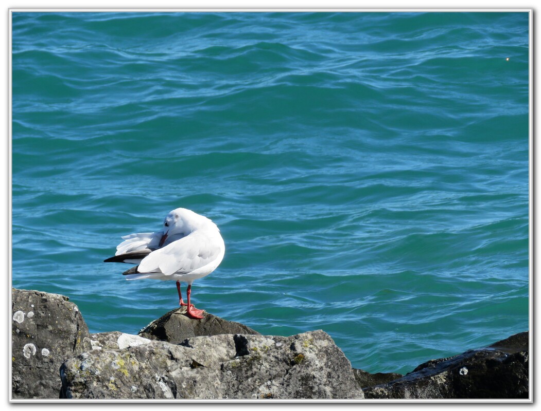 MES MOUETTES FIN