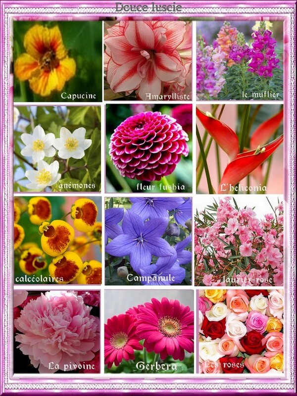 Défi collage avec des images de fleurs