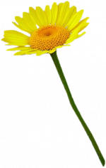 Tubes Fleurs
