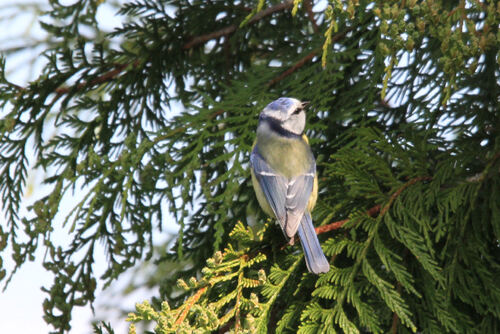 Mésange Bleue