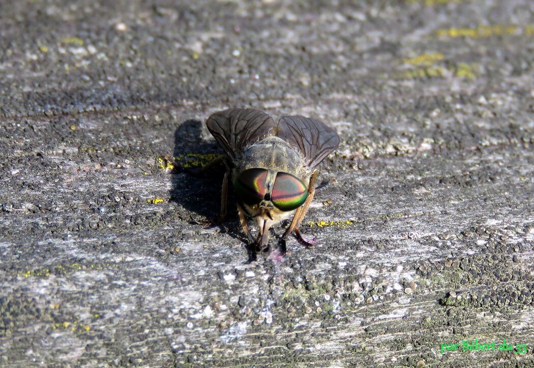 un insecte inconnu ?