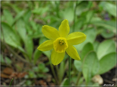 Narcissus juncifolius