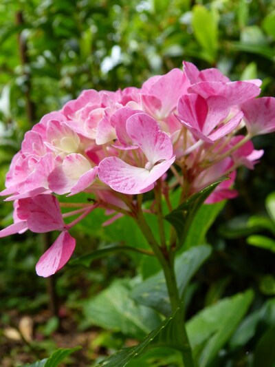 HYDRANGEA SURPRENANT