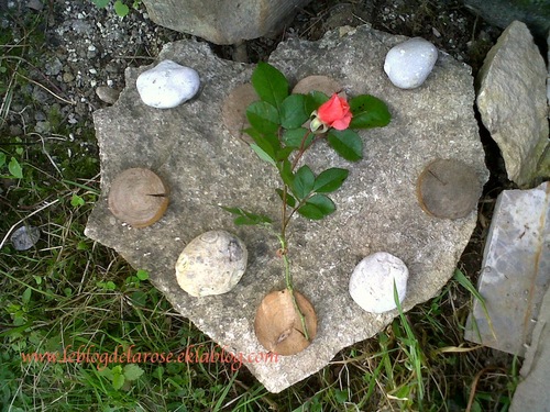 Coeur de pierre ou de rose ?/Stone heart or rose heart ?