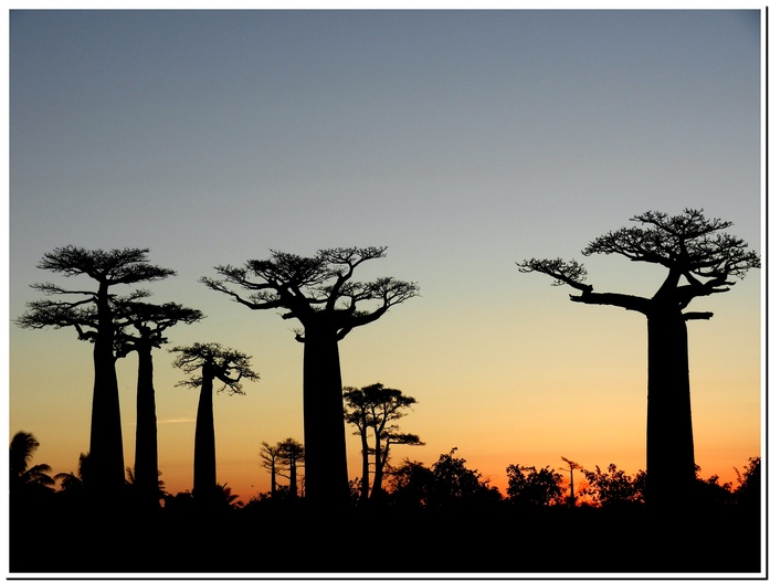 Couché de soleil sur les Baobabs