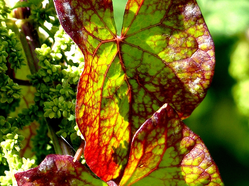 Macro Metz parc