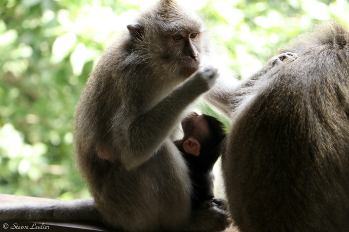 Les singes de la forêt sacrée d'Ubud