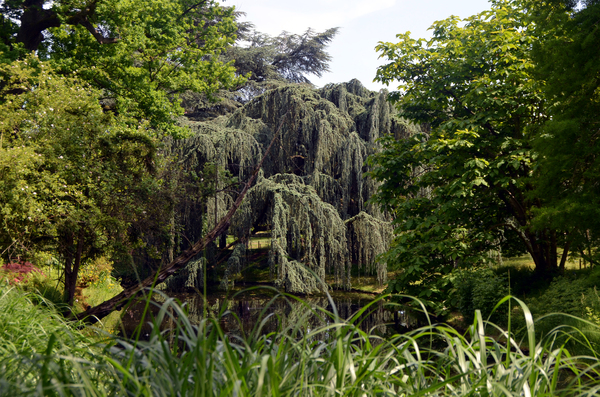 Promenade dans l'Arboretum de la Vallée aux loups et visite de la maison de Châteaubriand