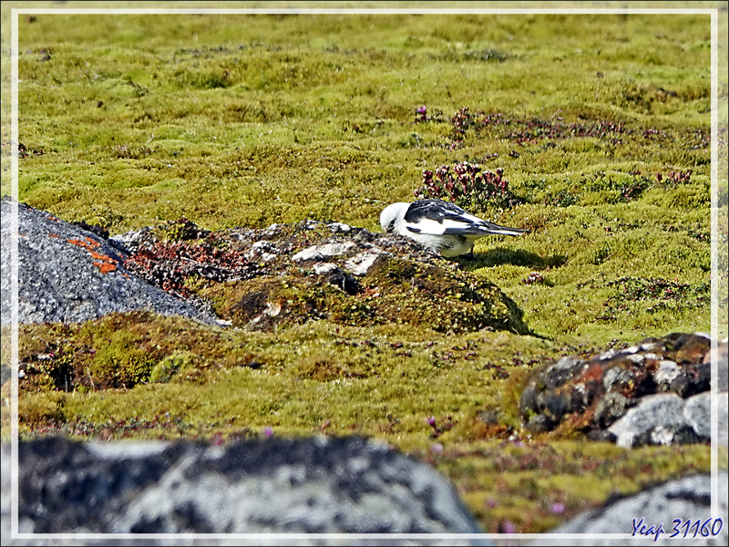 Quelques oiseaux de l'île Ytre Norskoya - Svalbard - Norvège