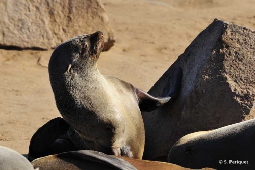 Sounds and Smells - Cape Cross, Cape fur seals colony