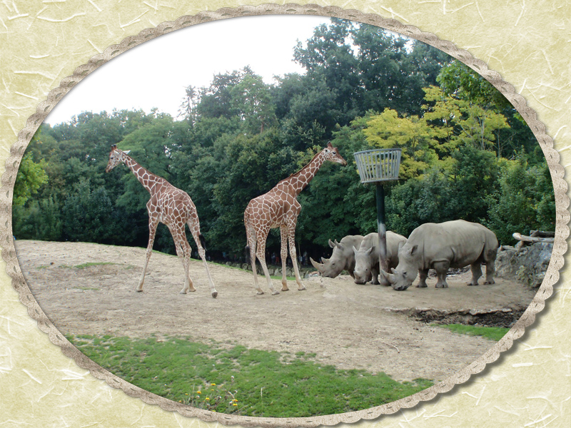 41110 Saint Aignan sur Cher Zoo de Beauval