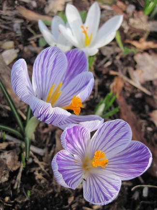 Le printemps frémit dans les jardins landais.