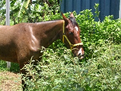 petite incartade dans le jardin!