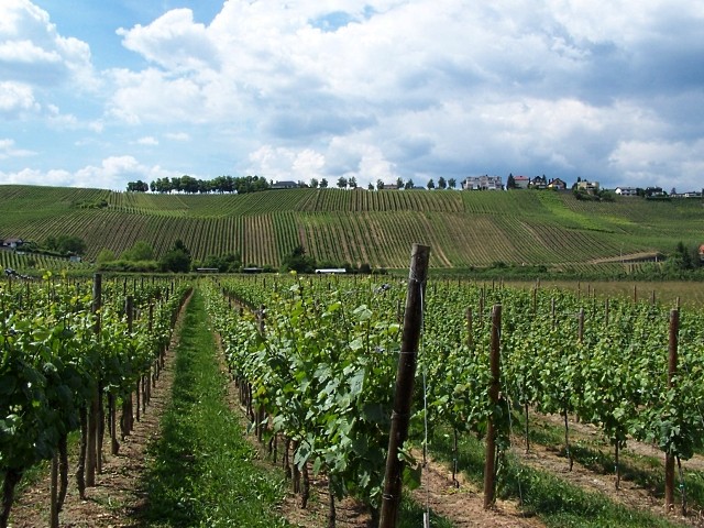 Vignoble Luxembourgeois 10 Marc de Metz 2011