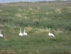 23 juin, de Mánagisting (Ísafjörður) à Dalbær