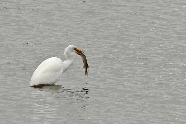 L'aigrette et le brochet", un bien beau texte de Jean-Pierre Gurga, illustré par ses magnifiques photographies...