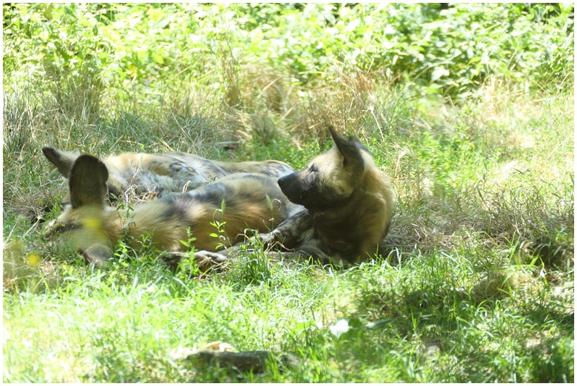 Au zoo de Mervent-02