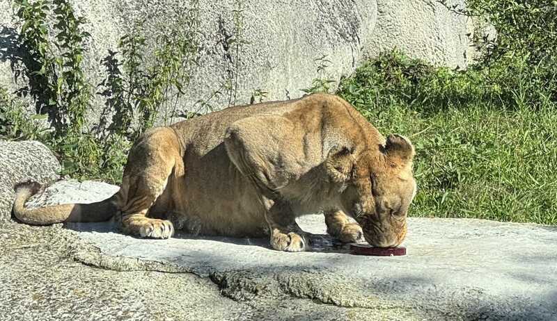 Zoo de vincennes - les lions - le lynx - les pumas 