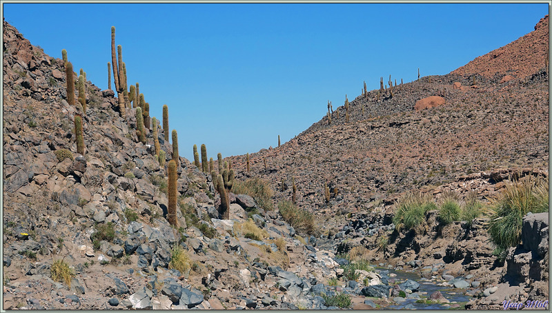 18/03/2022 : cañon de Guatin (Rio Puritama) et ses cactus géants, les Cardón (Echinopsis atacamensis) - Désert d'Atacama - Chili