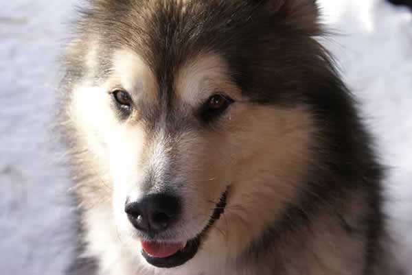 Alaskan malamute