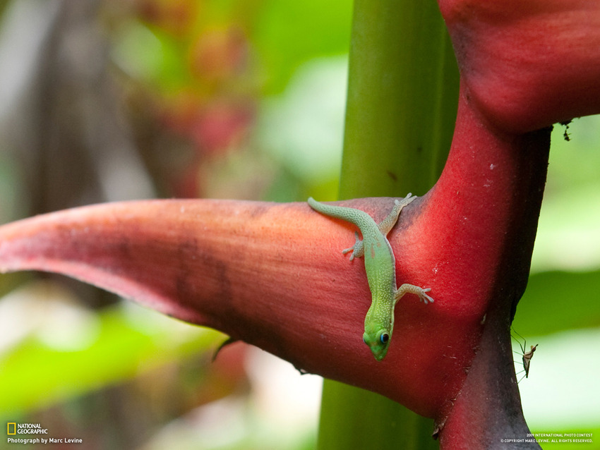 Images de la National Geographic