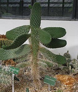 Cactus-Serre-zones-arides-16-11-10-IMG_1195.JPG