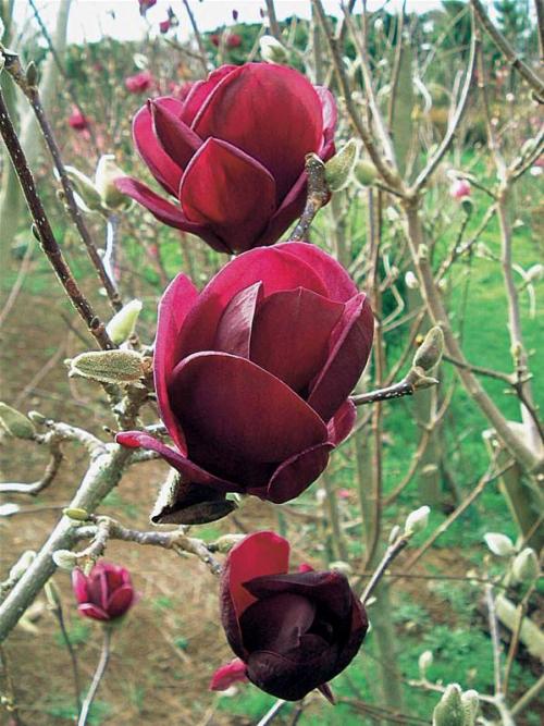 Fleurs cultivées : Magnolia