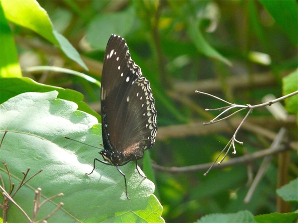 rencontre avec un joli papillon;